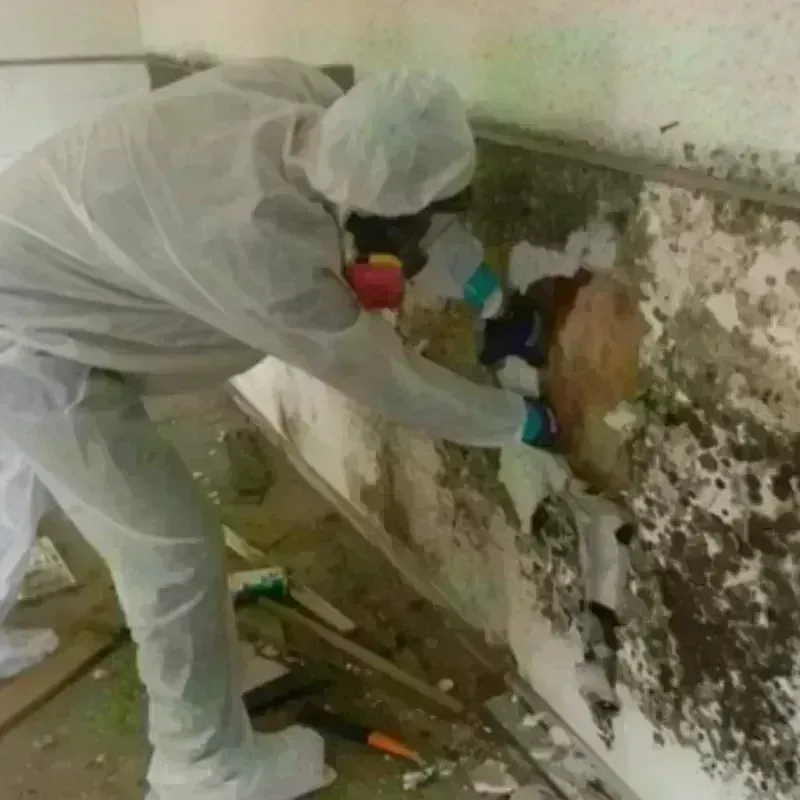 Mold Remediation and Removal in Mira Mesa, CA